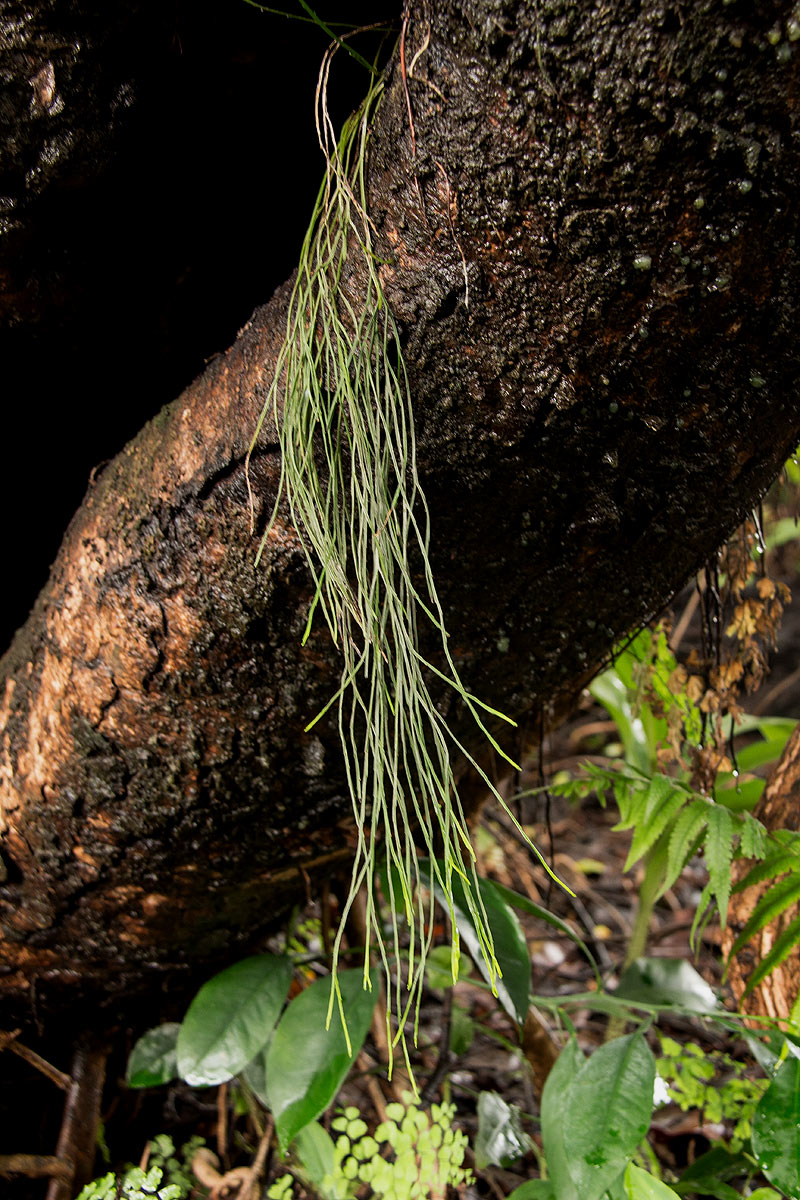Psilotum nudum