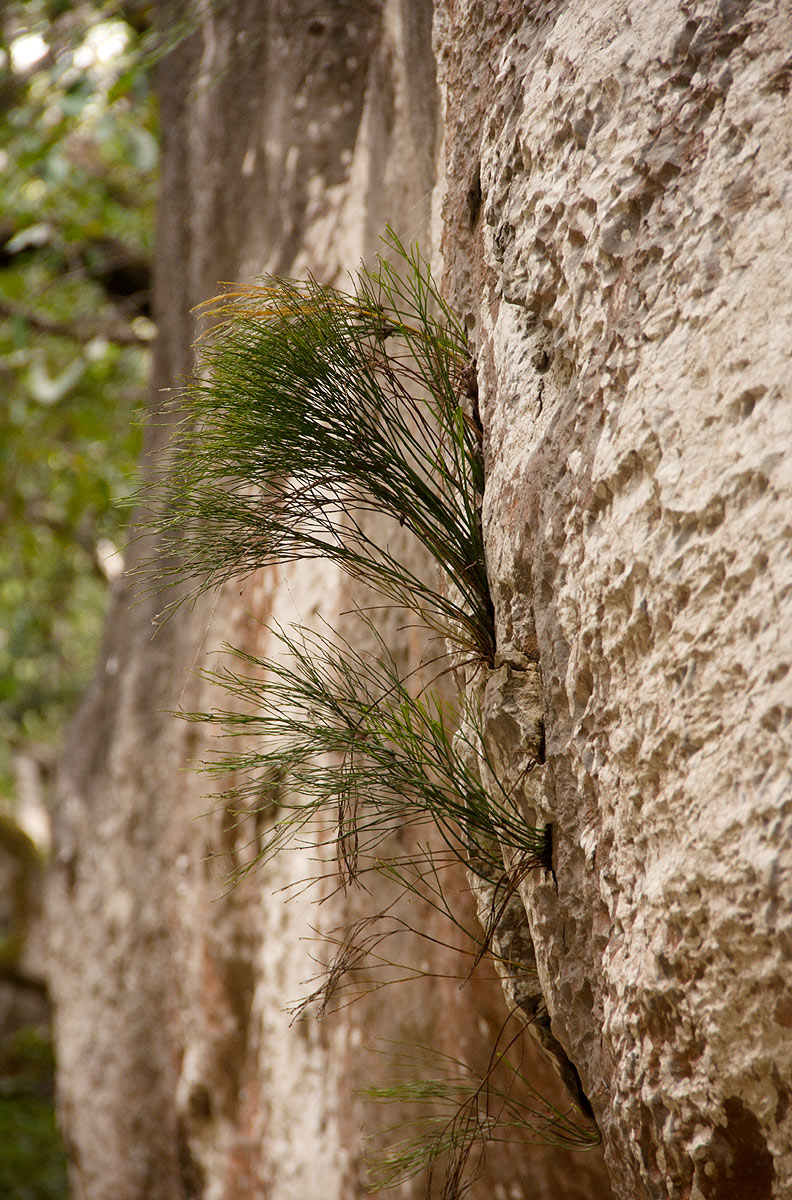 Psilotum nudum Psilotum nudum
