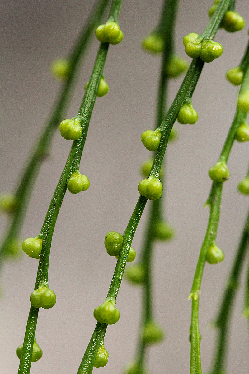 Psilotum nudum Psilotum nudum