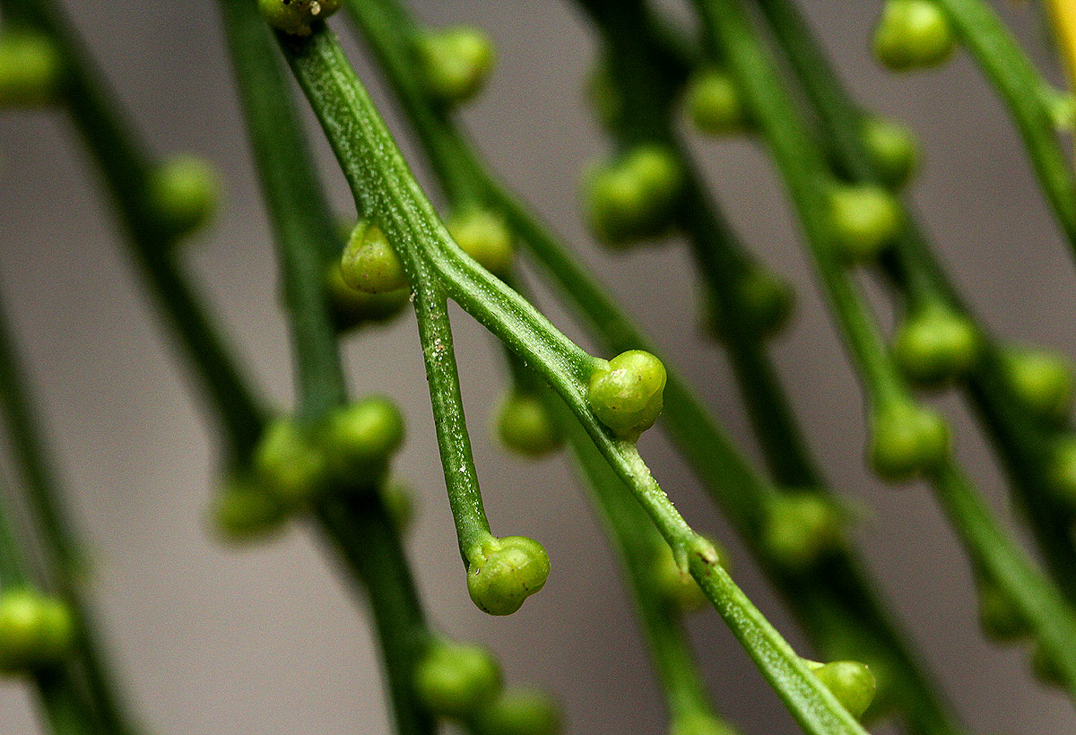 Psilotum nudum Psilotum nudum