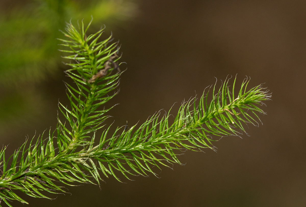 Lycopodium clavatum Lycopodium clavatum