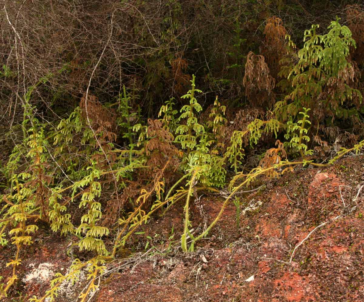 Lycopodiella cernua Lycopodiella cernua