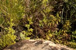 Lycopodiella cernua