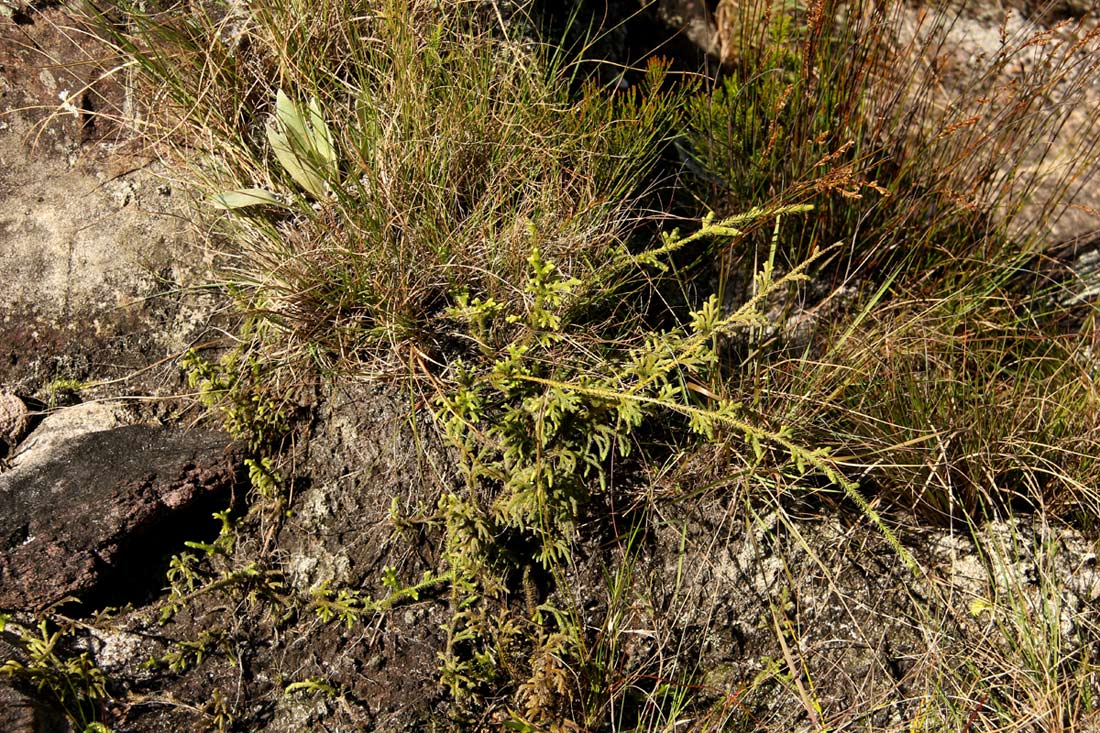 Lycopodiella cernua Lycopodiella cernua