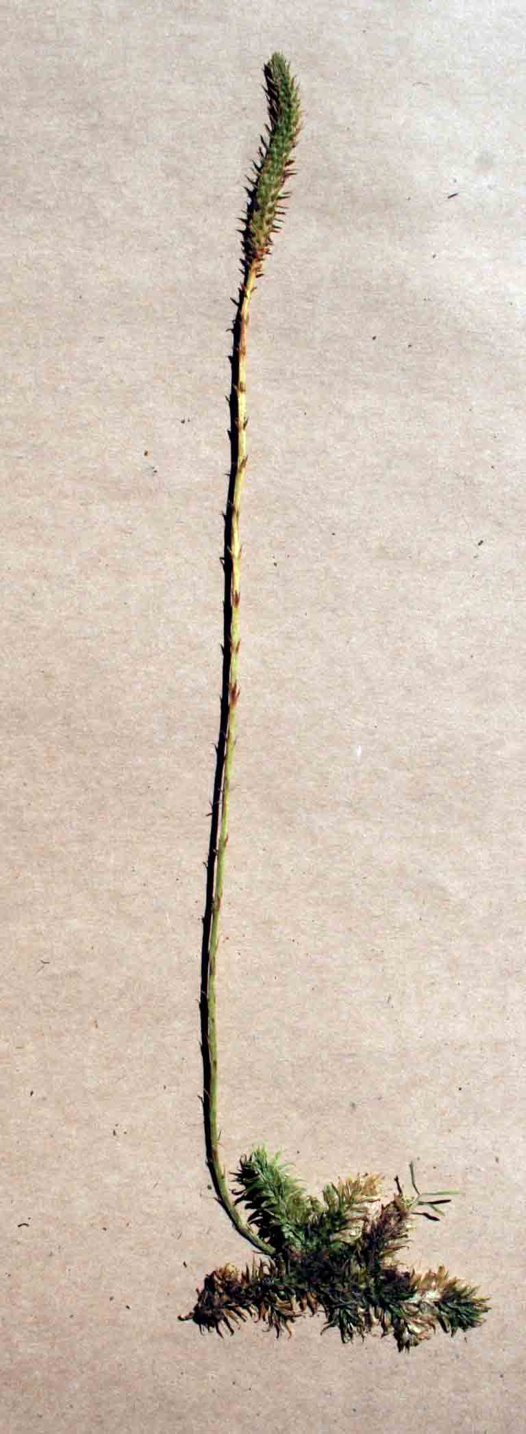 Lycopodiella sarcocaulon Lycopodiella sarcocaulon