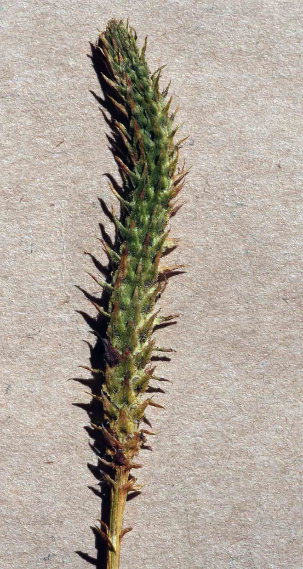 Lycopodiella sarcocaulon Lycopodiella sarcocaulon