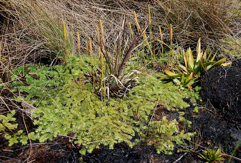 Lycopodiella sarcocaulon Lycopodiella sarcocaulon