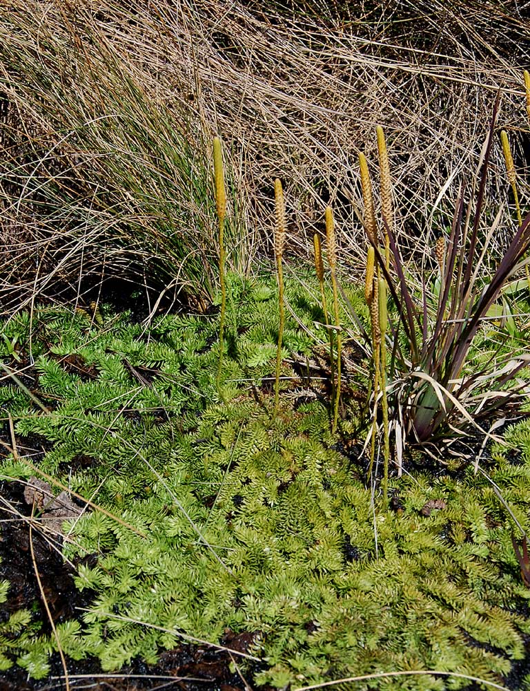 Lycopodiella sarcocaulon Lycopodiella sarcocaulon