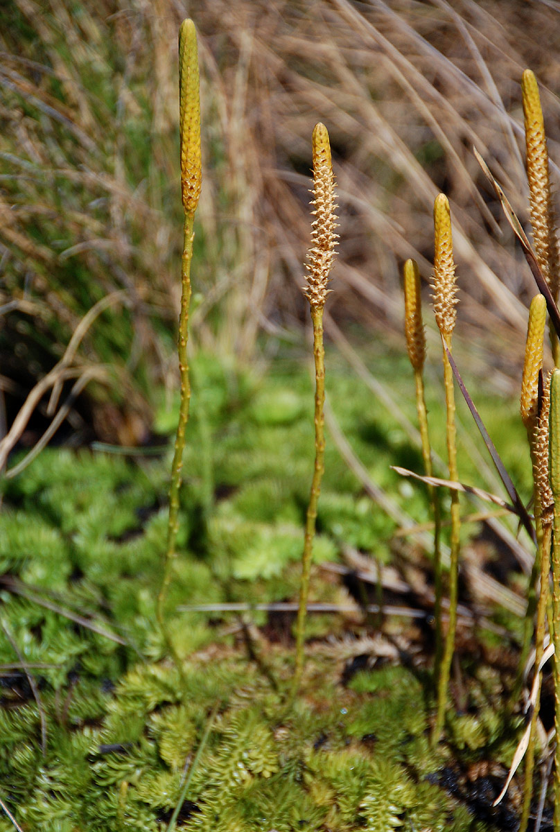 Lycopodiella sarcocaulon Lycopodiella sarcocaulon