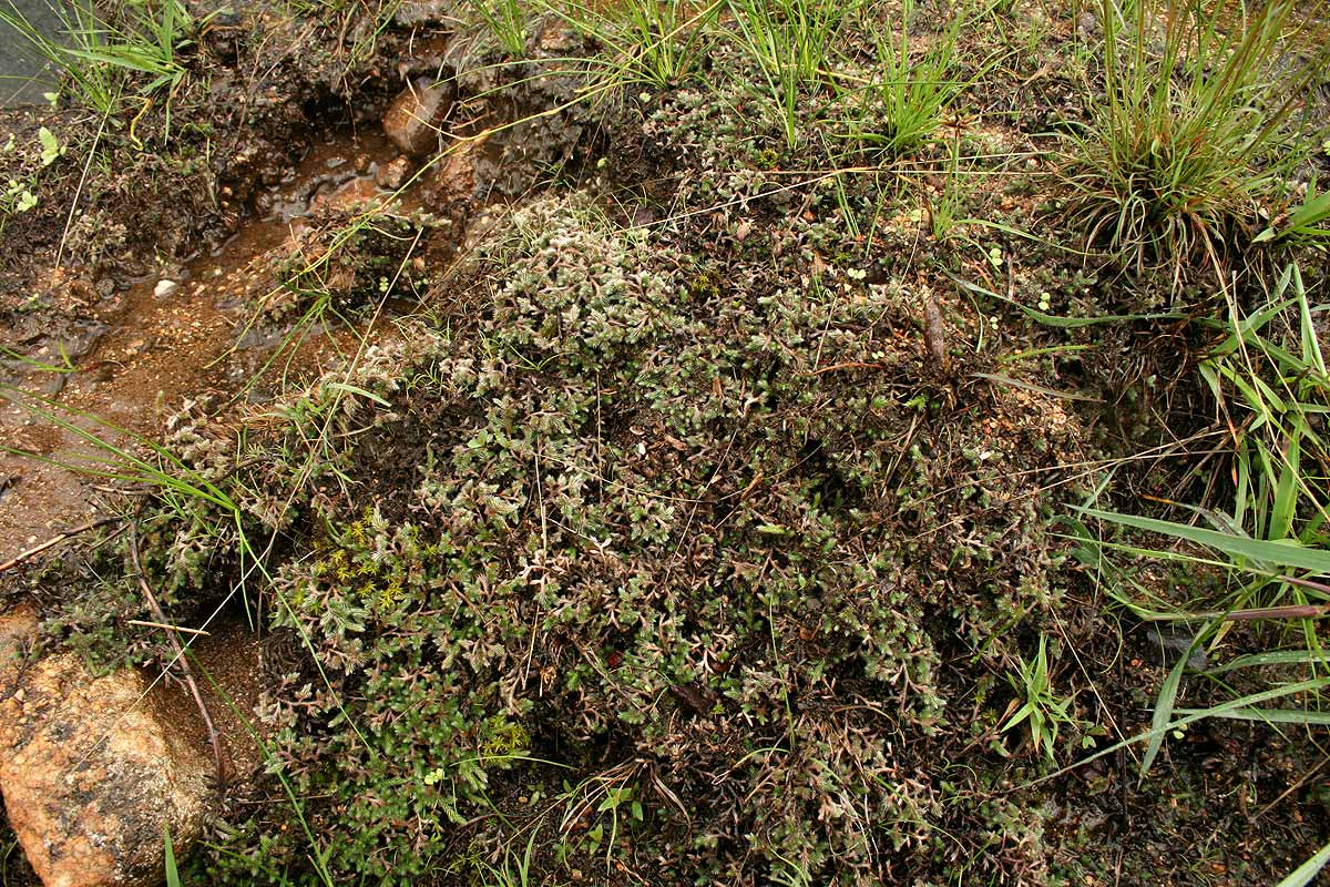 Selaginella dregei Selaginella dregei