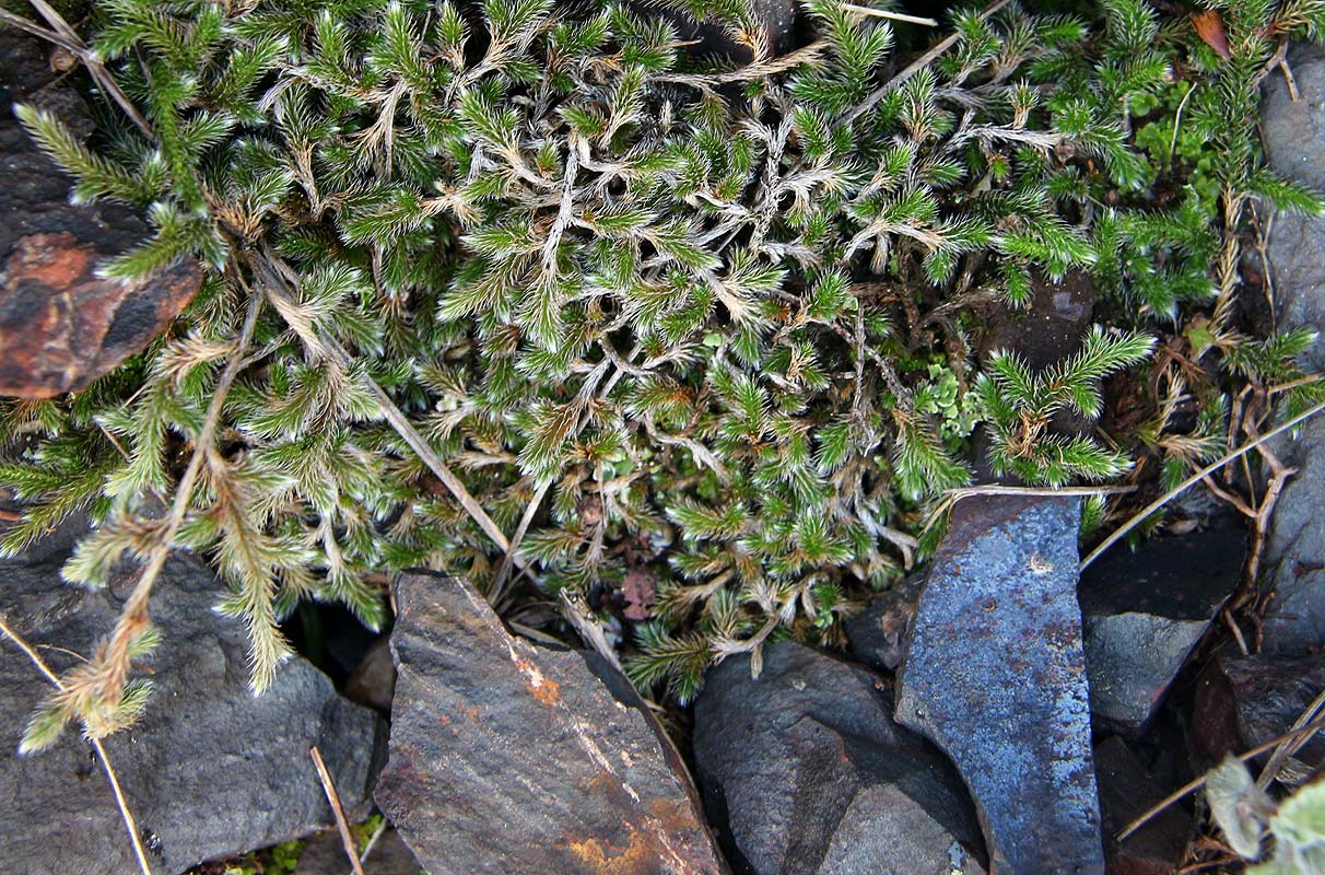 Selaginella dregei Selaginella dregei