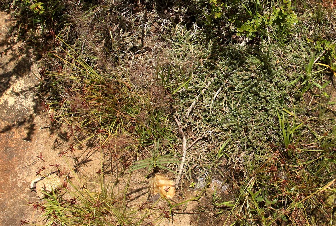 Selaginella dregei Selaginella dregei