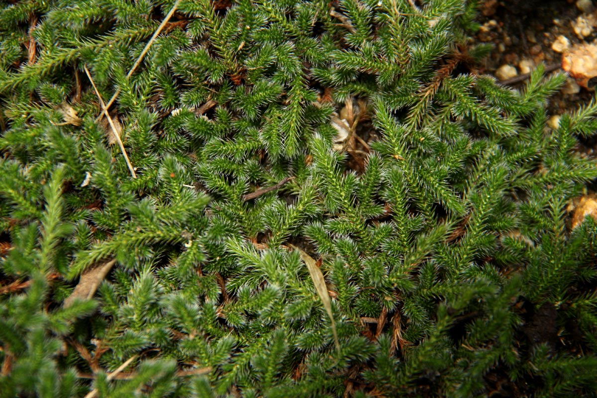 Selaginella dregei Selaginella dregei