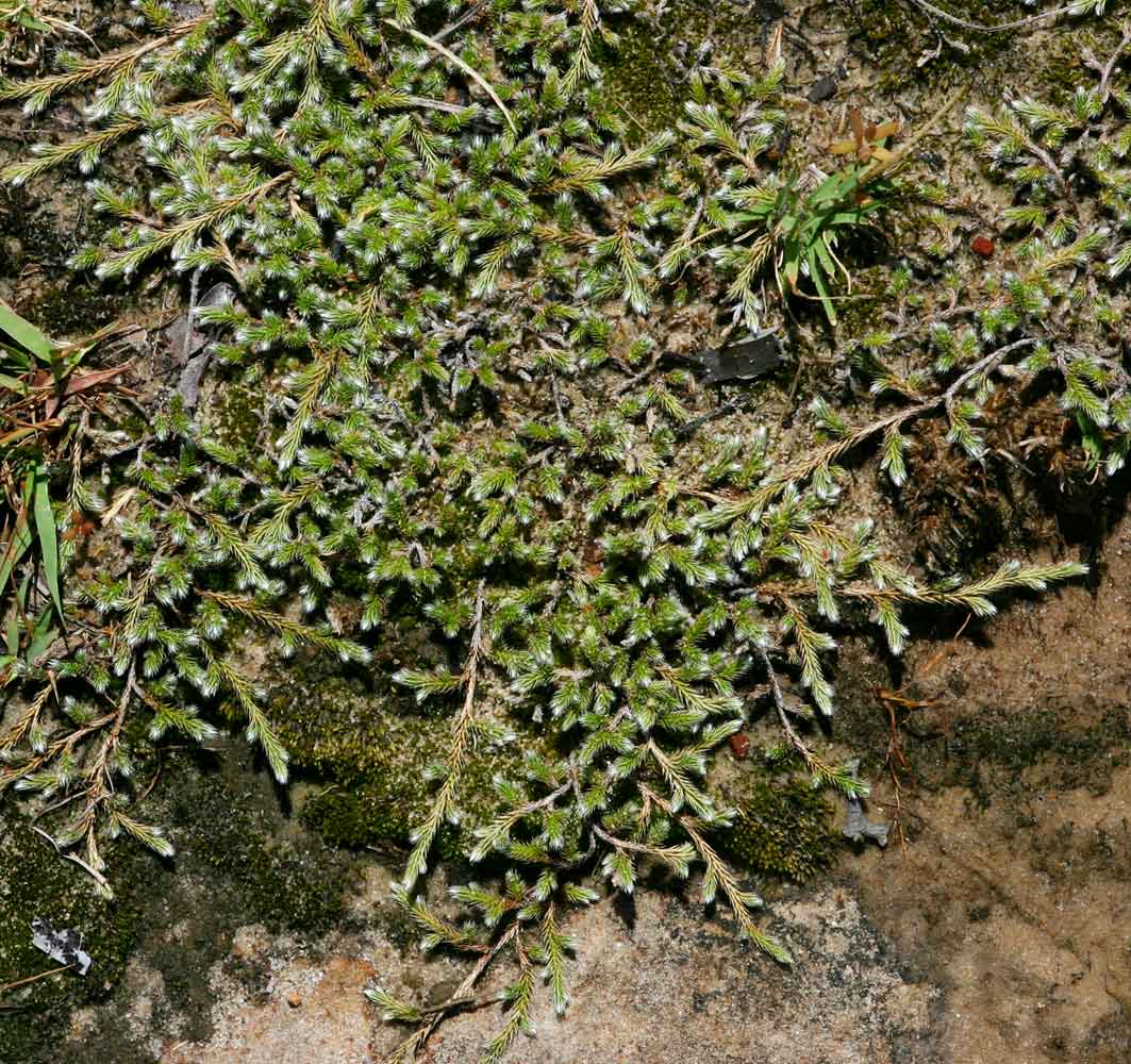 Selaginella dregei Selaginella dregei