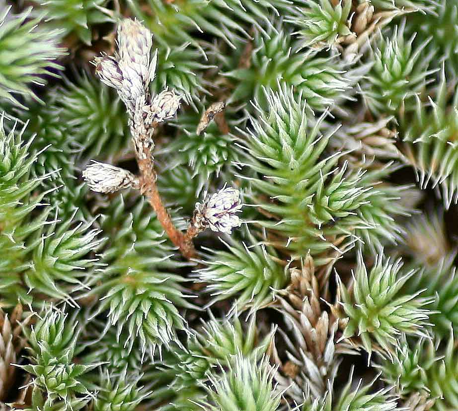 Selaginella dregei Selaginella dregei