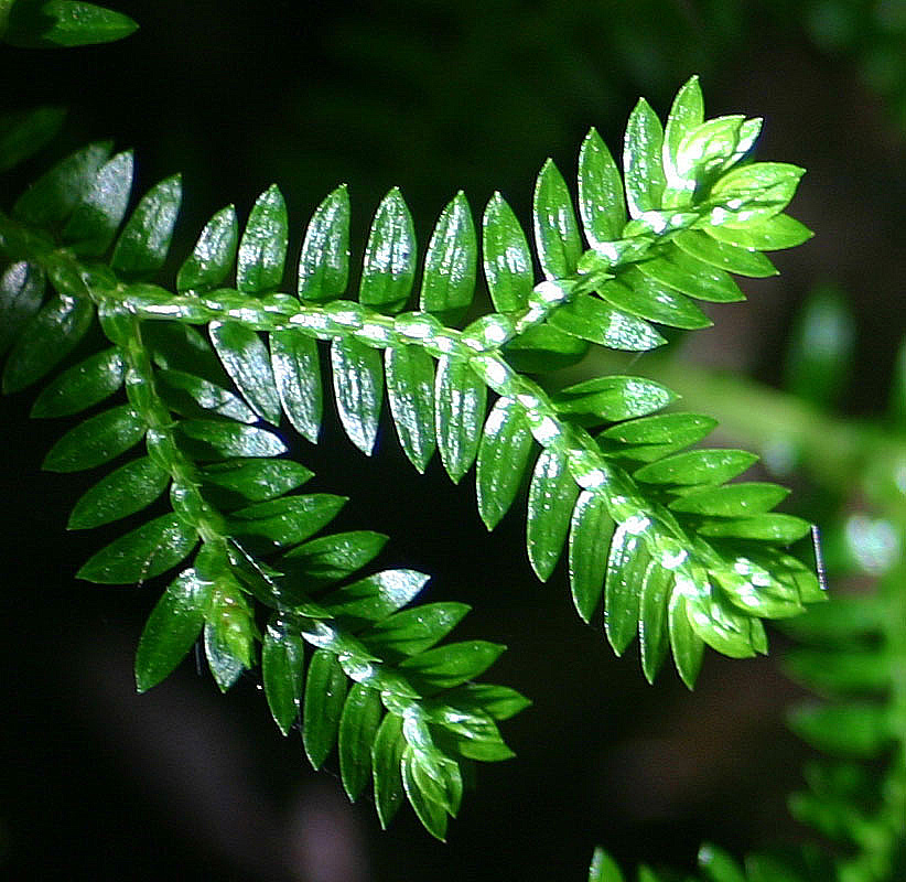 Selaginella kraussiana Selaginella kraussiana
