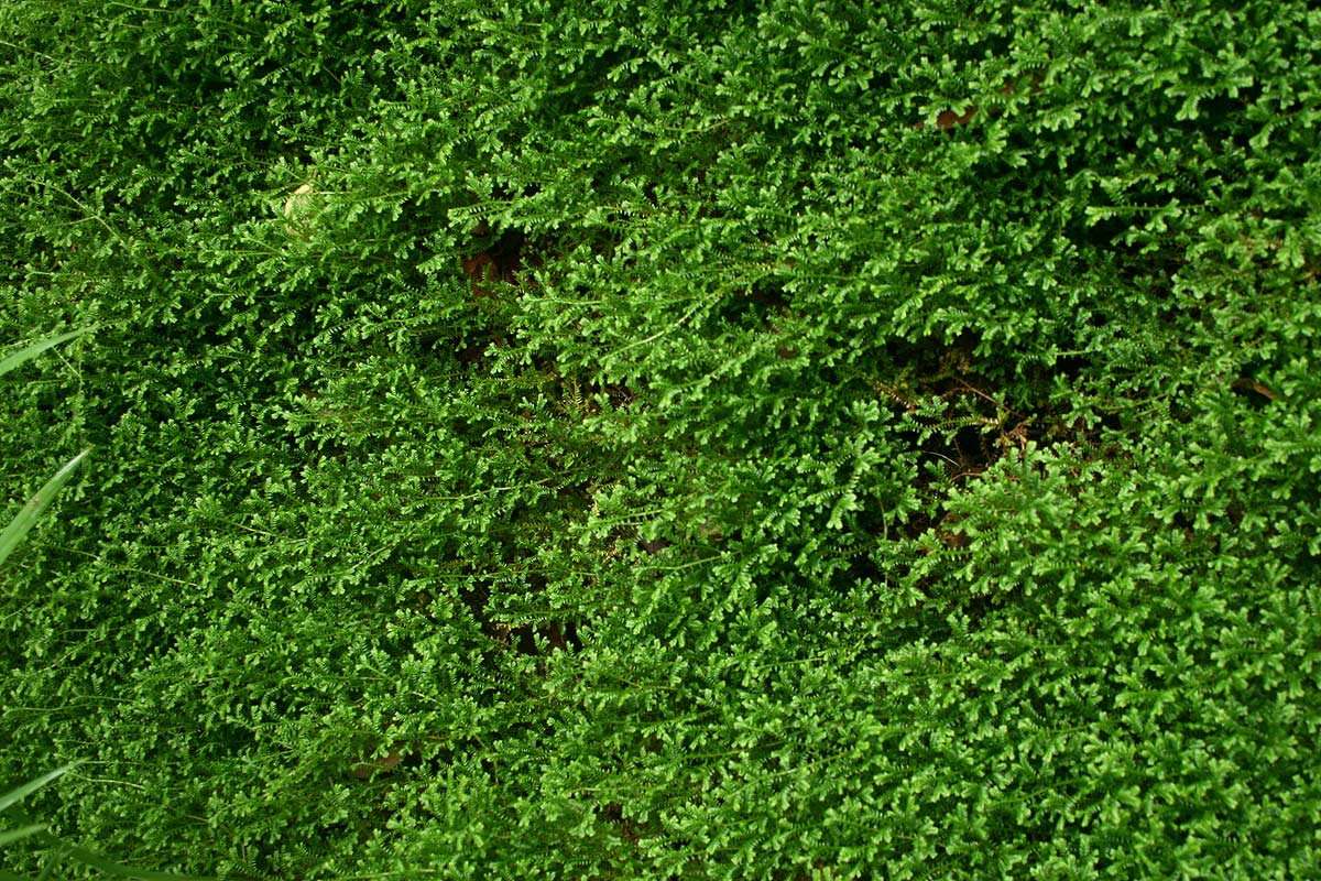 Selaginella kraussiana Selaginella kraussiana