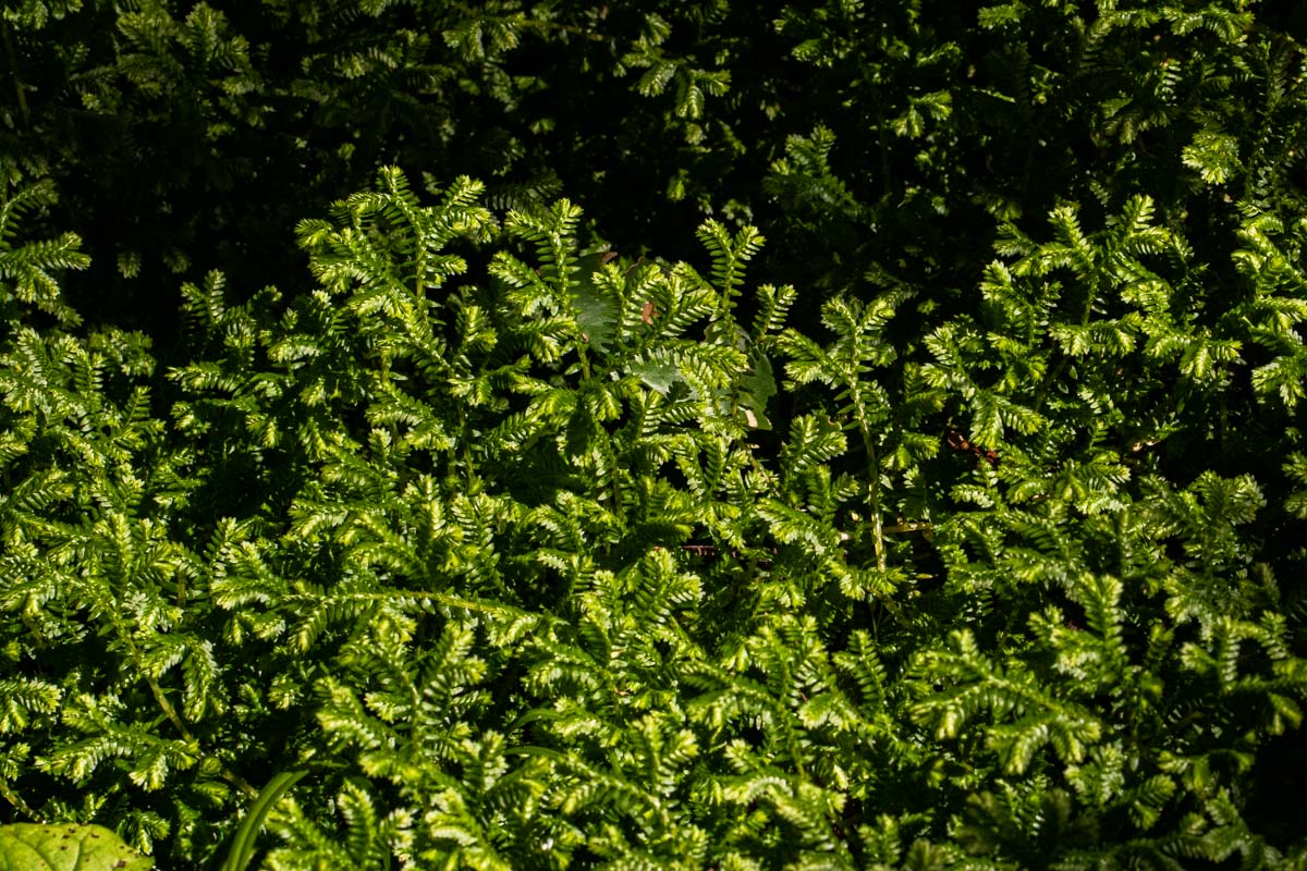 Selaginella kraussiana Selaginella kraussiana