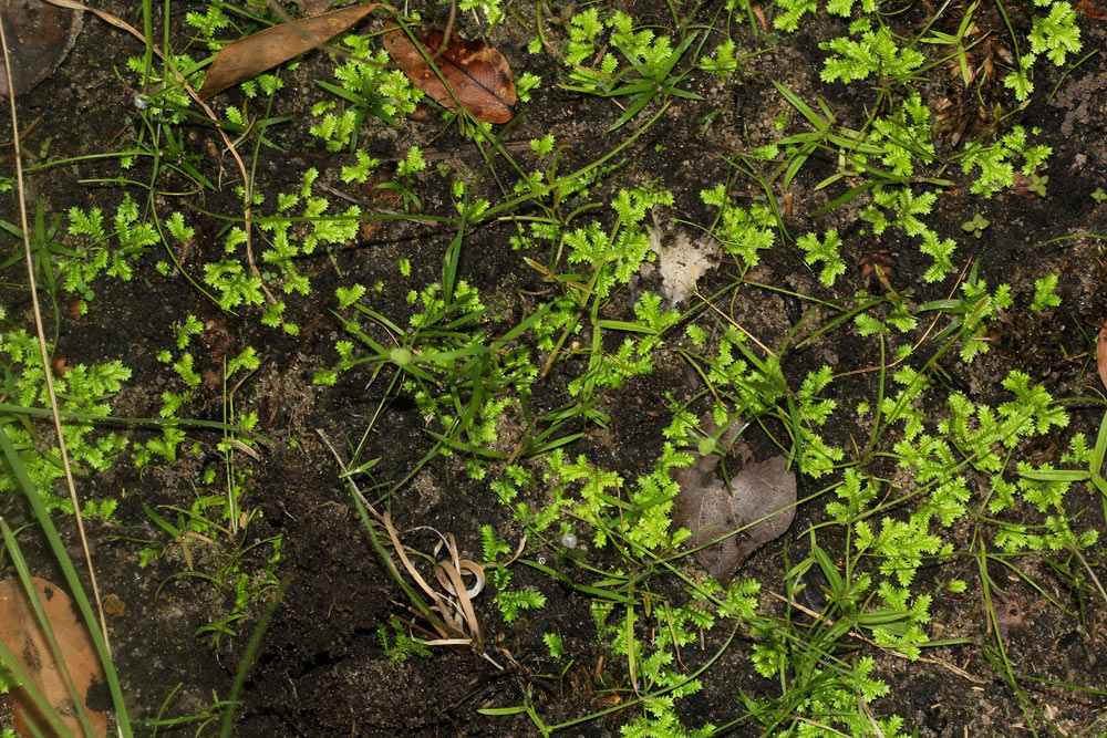 Selaginella mittenii Selaginella mittenii