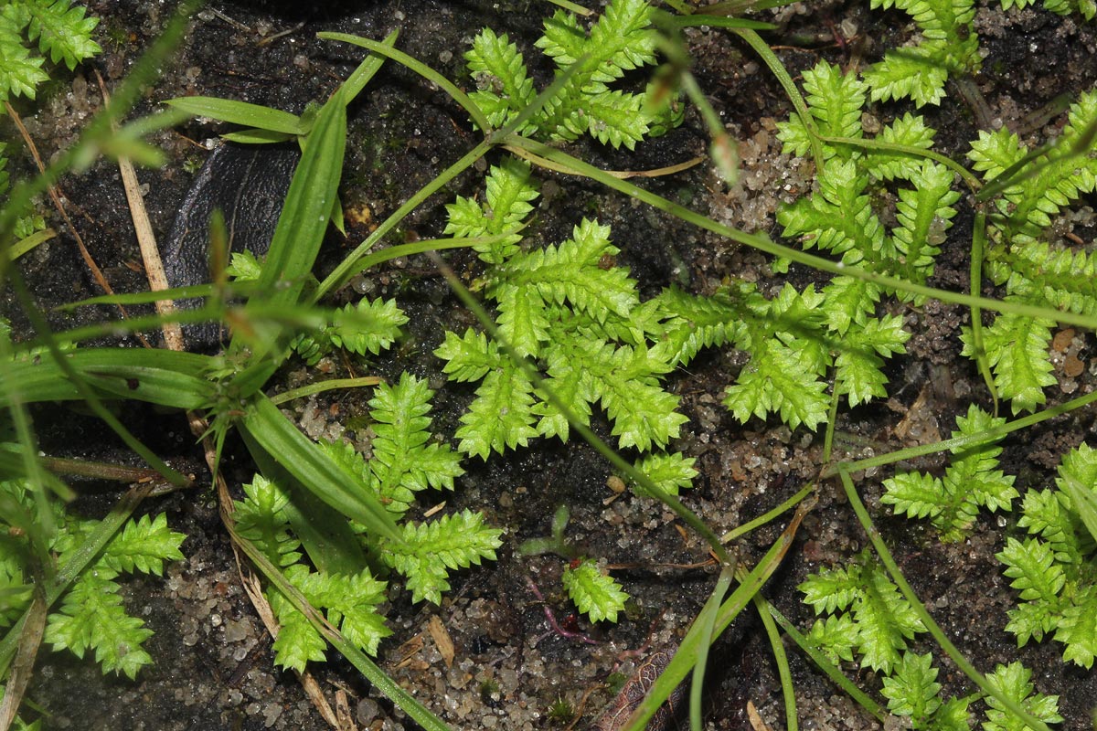 Selaginella mittenii Selaginella mittenii