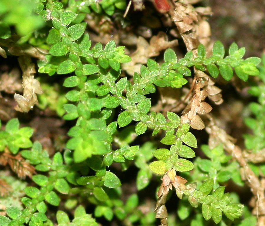 Selaginella mittenii Selaginella mittenii
