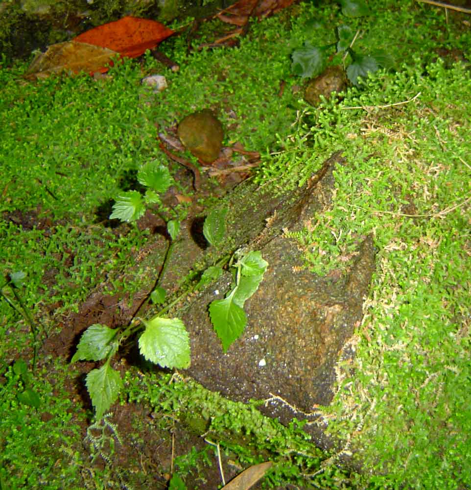Selaginella mittenii Selaginella mittenii
