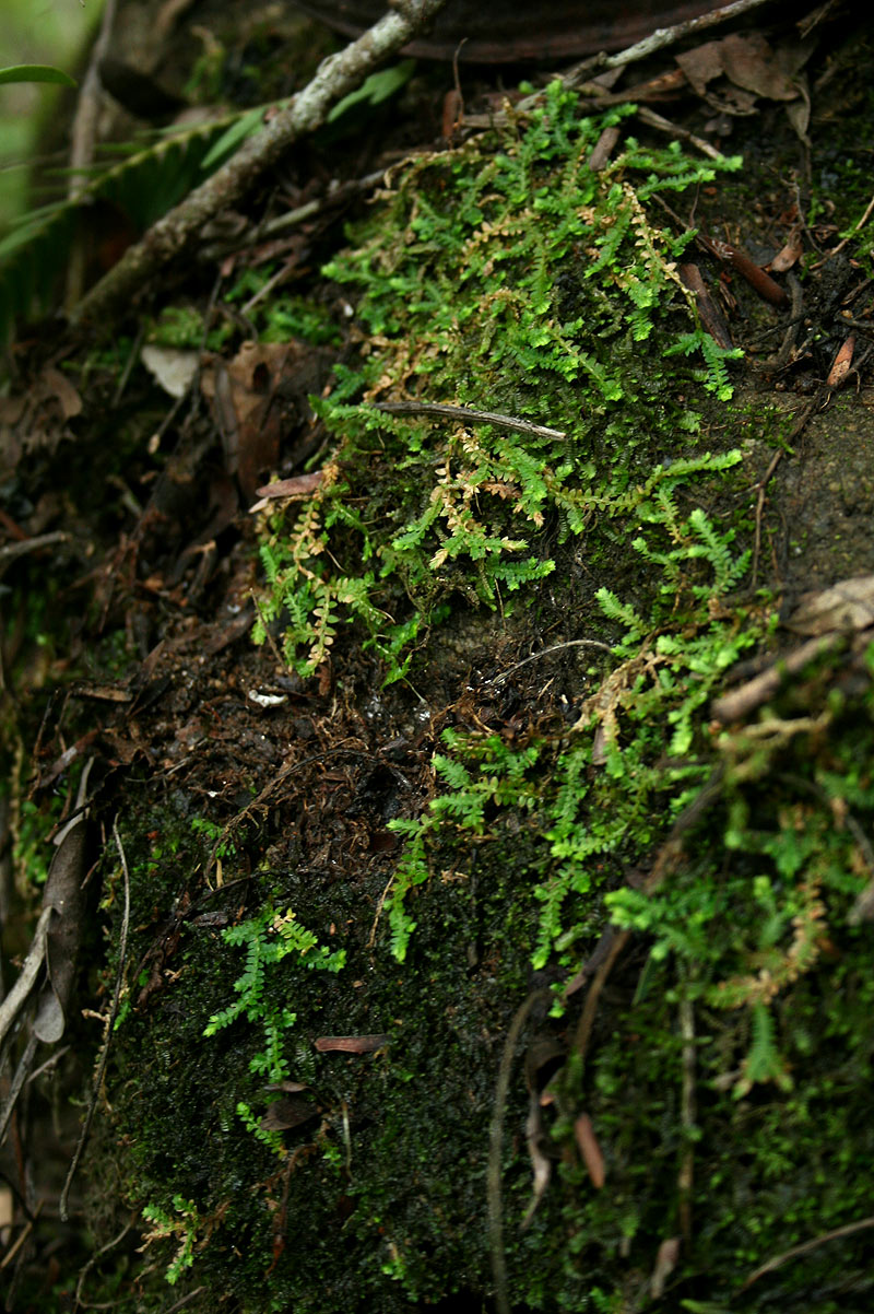 Selaginella mittenii Selaginella mittenii