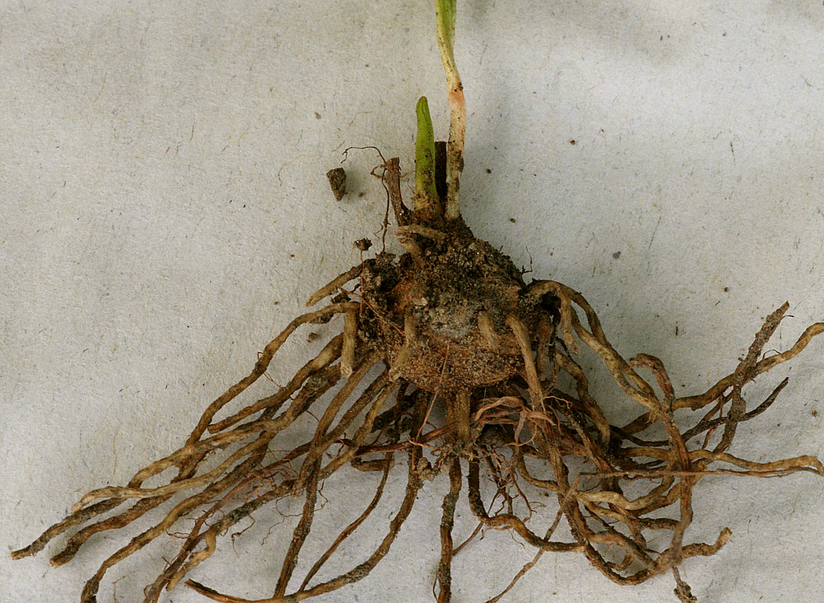 Ophioglossum costatum Ophioglossum costatum