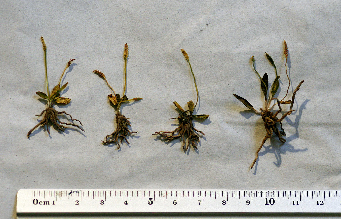 Ophioglossum gomezianum Ophioglossum gomezianum