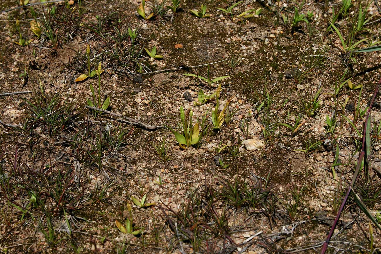 Ophioglossum gomezianum Ophioglossum gomezianum