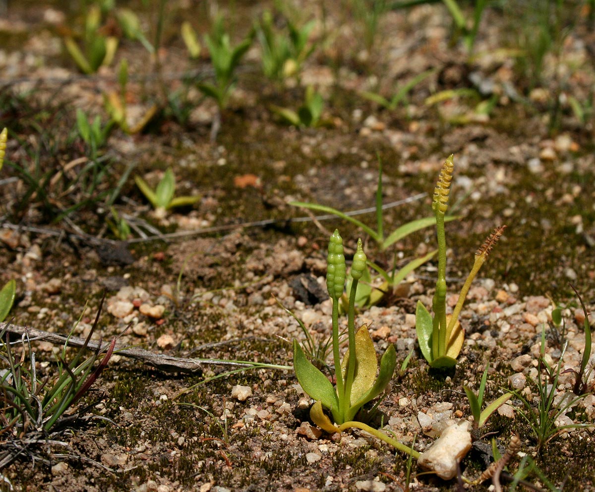 Ophioglossum gomezianum Ophioglossum gomezianum