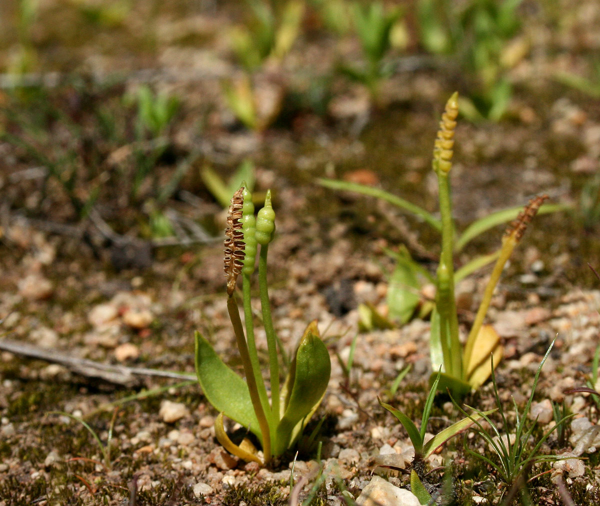 Ophioglossum gomezianum Ophioglossum gomezianum