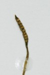 Ophioglossum latifolium