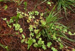 Ophioglossum reticulatum