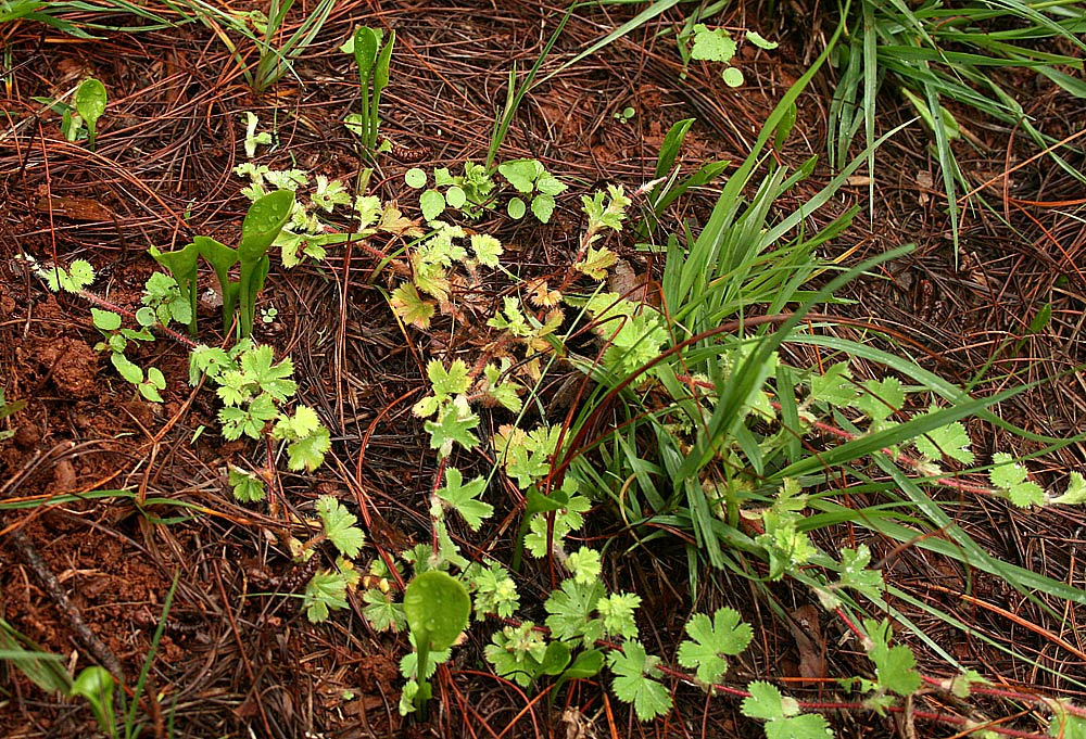 Ophioglossum reticulatum Ophioglossum reticulatum
