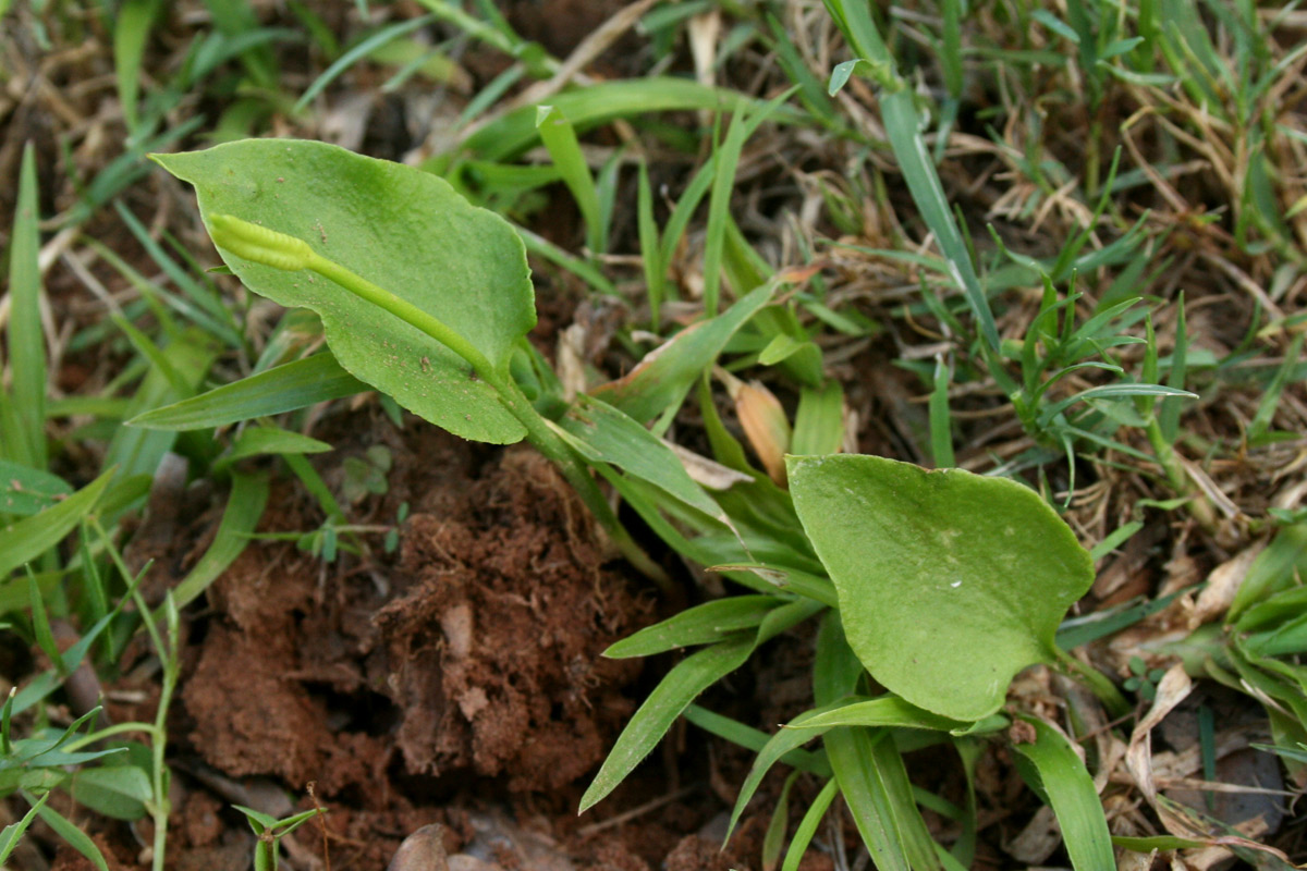 Ophioglossum reticulatum Ophioglossum reticulatum
