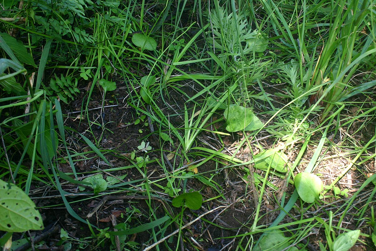 Ophioglossum reticulatum Ophioglossum reticulatum