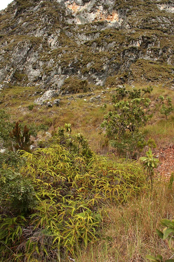 Dicranopteris linearis Dicranopteris linearis