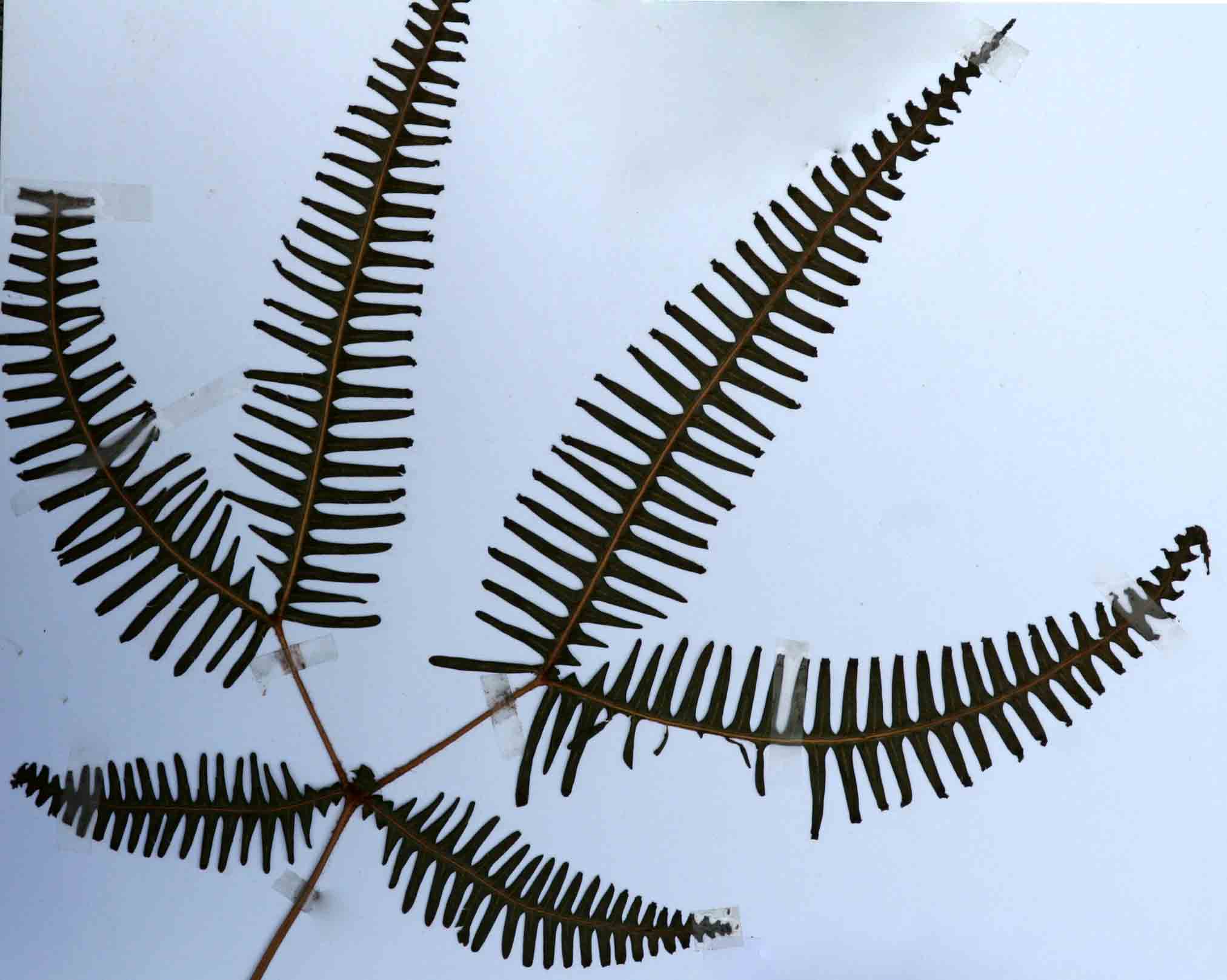 Dicranopteris linearis Dicranopteris linearis