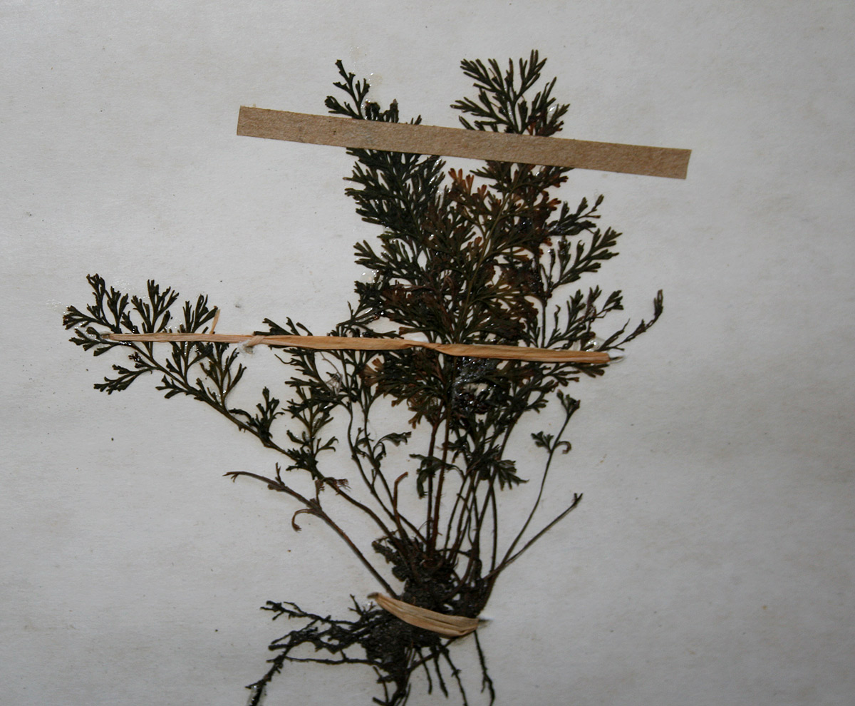 Abrodictyum rigidum Abrodictyum rigidum