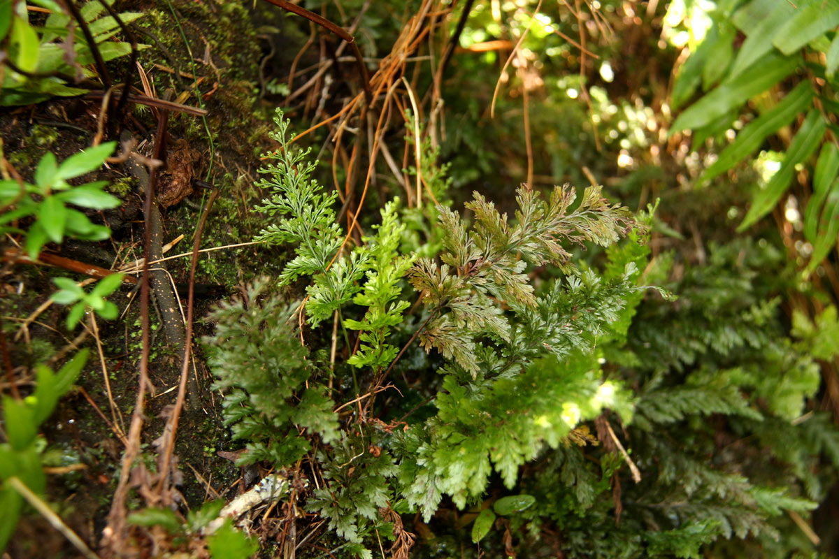 Abrodictyum rigidum Abrodictyum rigidum