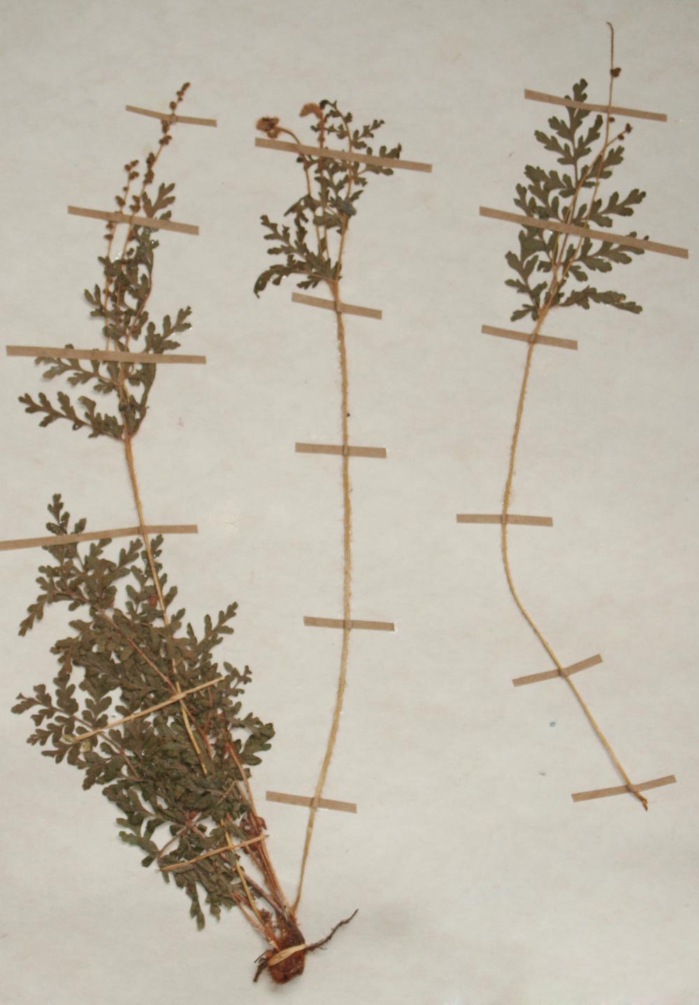 Anemia angolensis