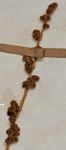 Anemia angolensis