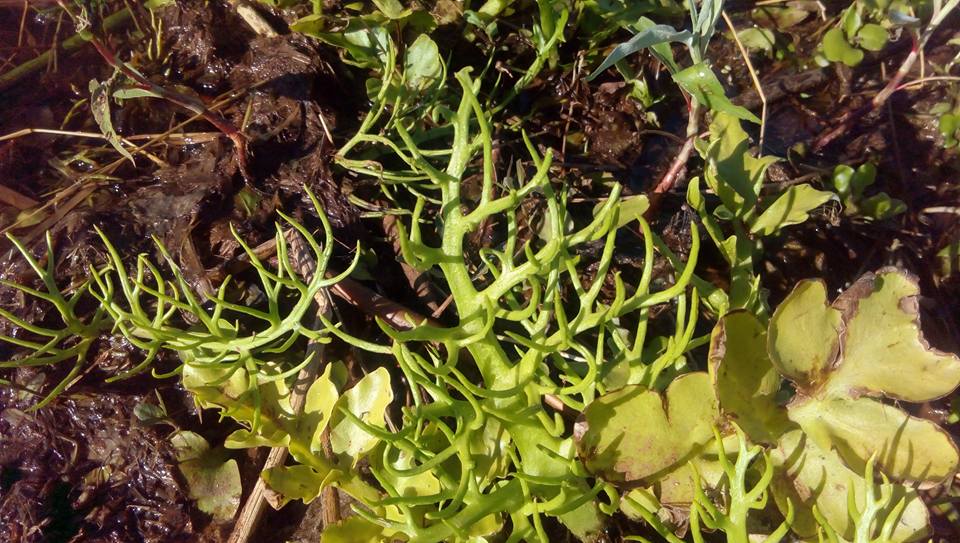 Ceratopteris thalictroides Ceratopteris thalictroides