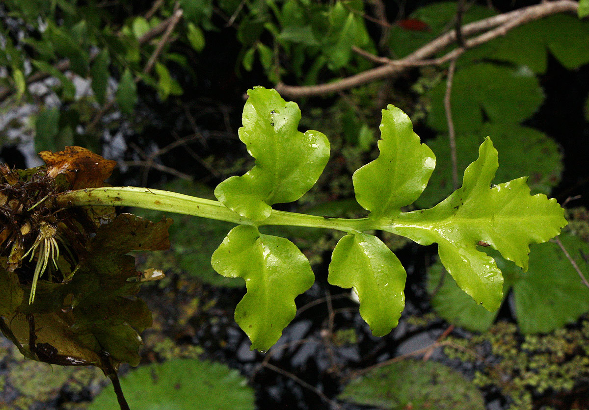 Ceratopteris thalictroides Ceratopteris thalictroides