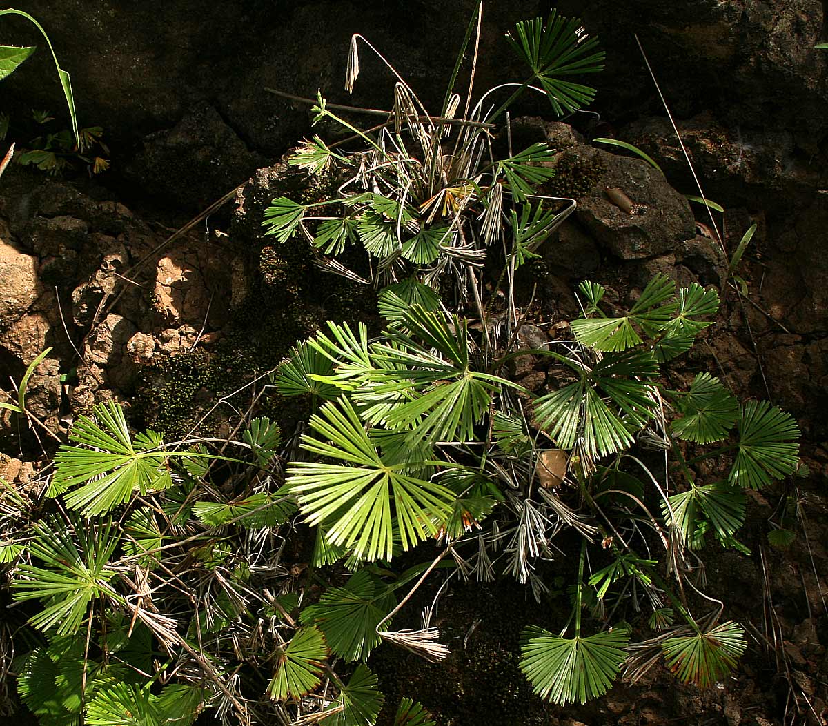 Actiniopteris radiata Actiniopteris radiata