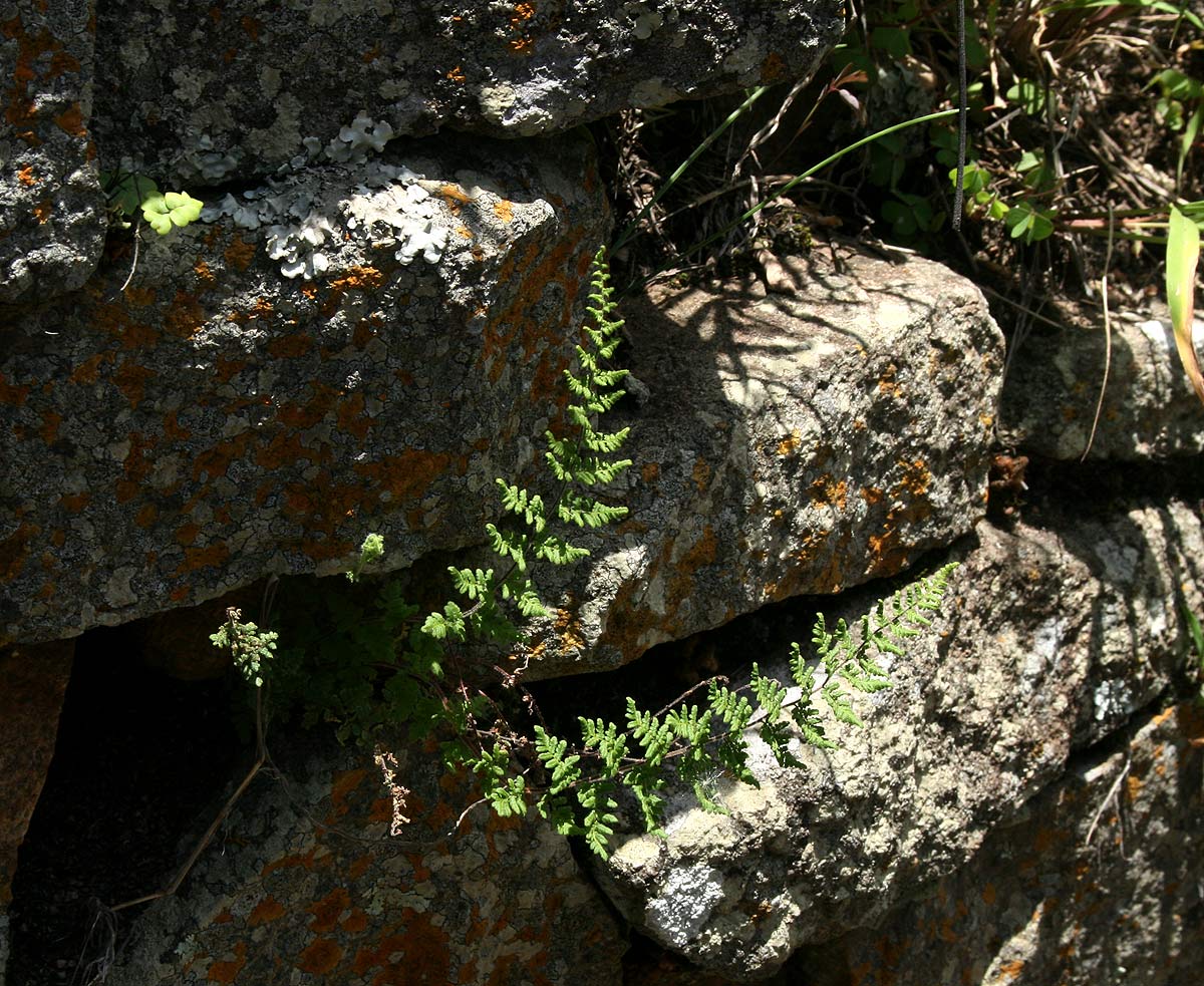 Cheilanthes hirta Cheilanthes hirta