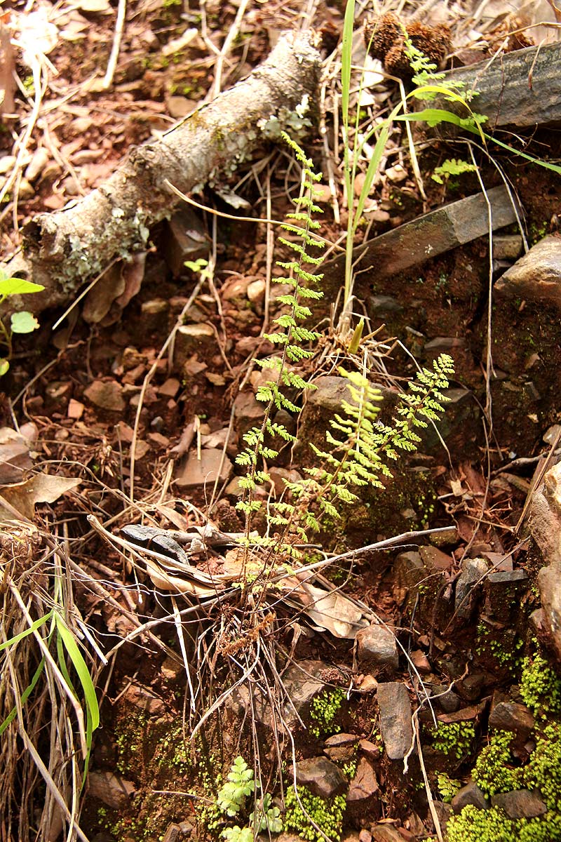 Cheilanthes hirta Cheilanthes hirta