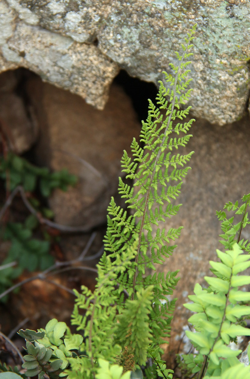 Cheilanthes hirta Cheilanthes hirta