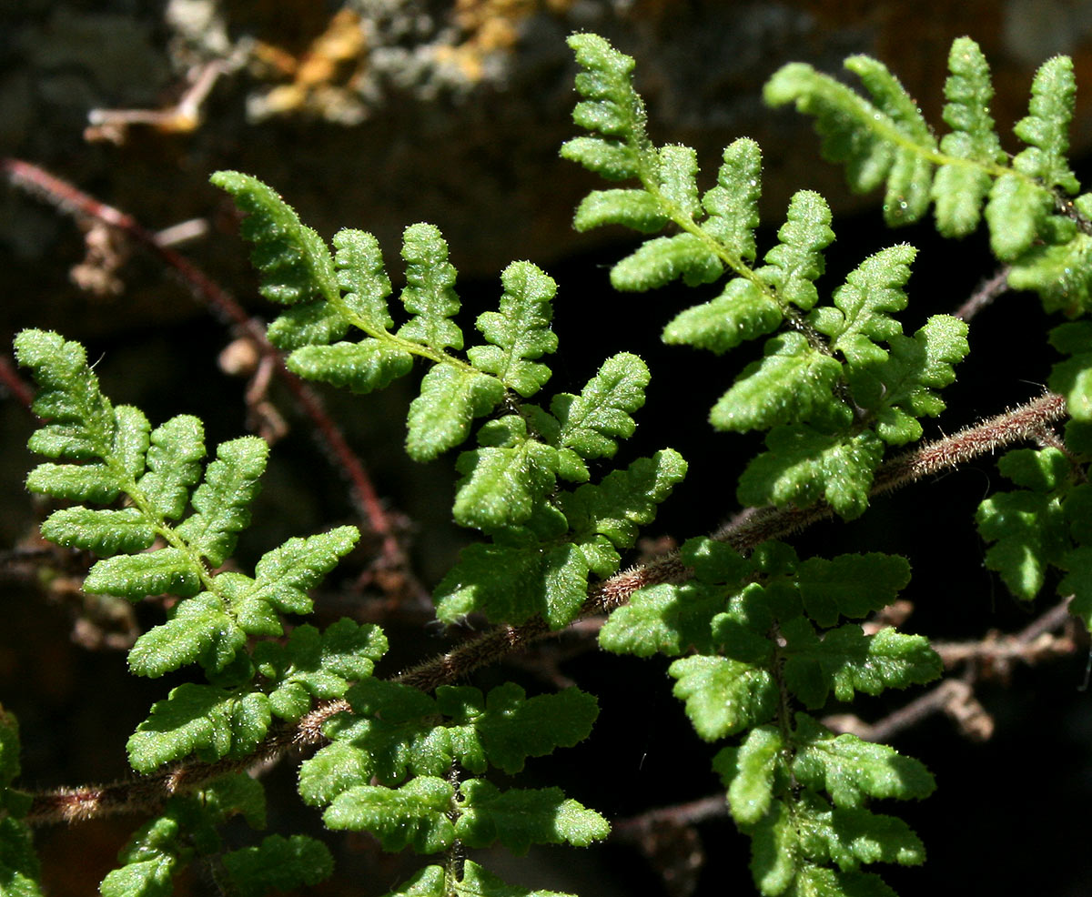 Cheilanthes hirta Cheilanthes hirta